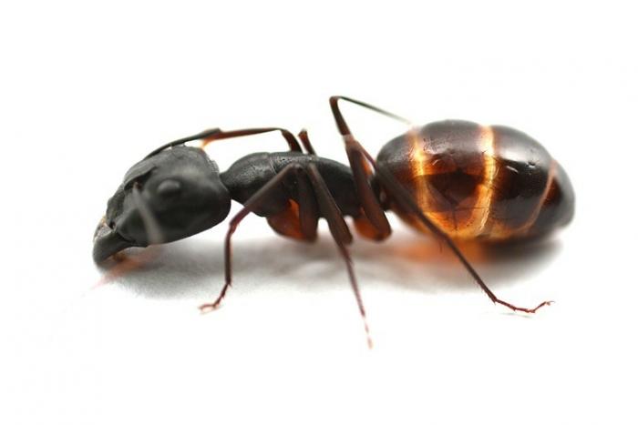 Camponotus fellah